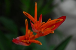 Ecuador (22)